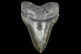 Serrated, Fossil Megalodon Tooth - Almost Six Inches #134286-2